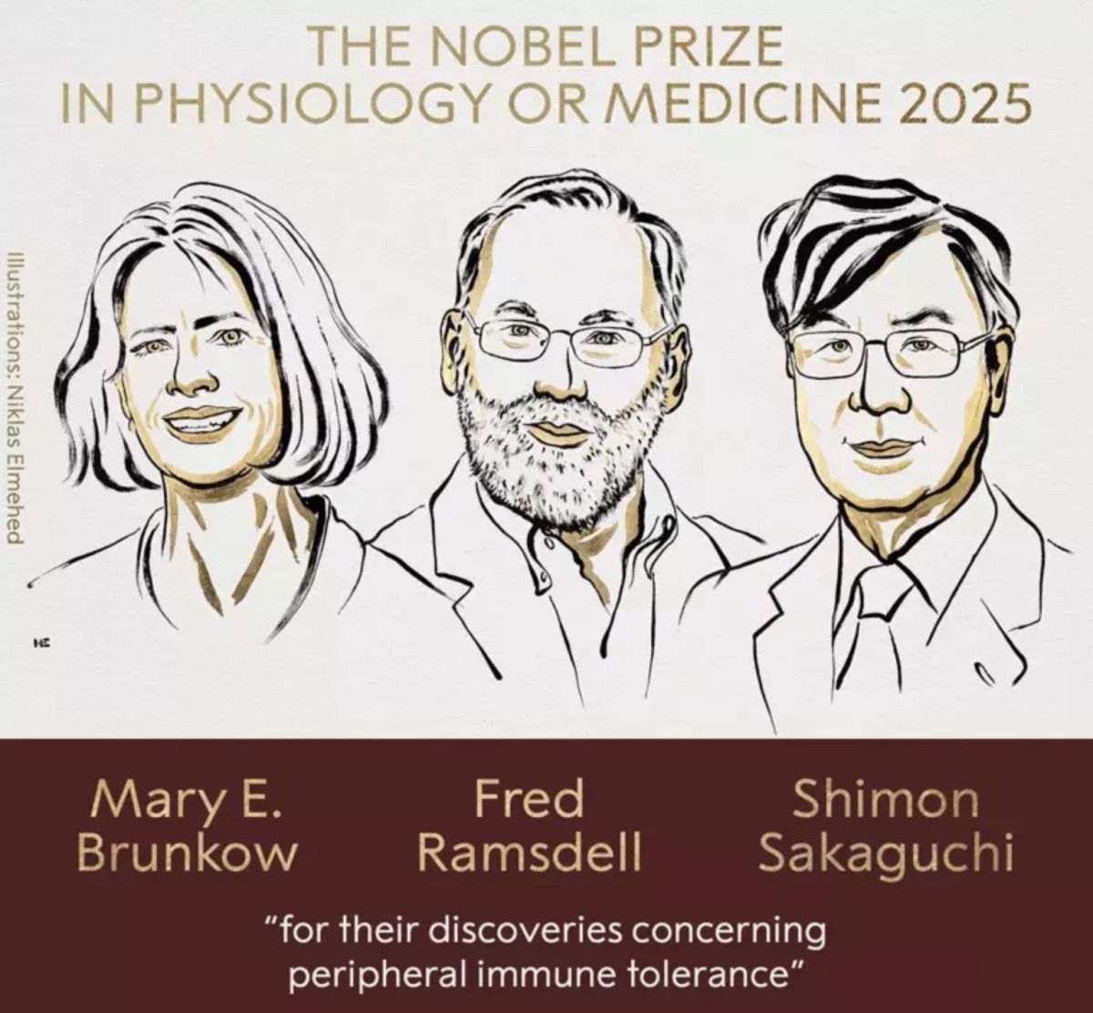 Nobel Tıp Ödülü 2025: Periferik Bağışıklık Toleransı Üzerine Çarpıcı Keşifleryle Elde Edildi