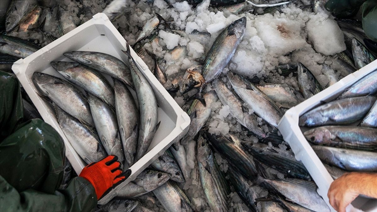 Kasım Ayında Balık Seçimi: Soğuk Havalara Uygun Lezzetli Tercihler