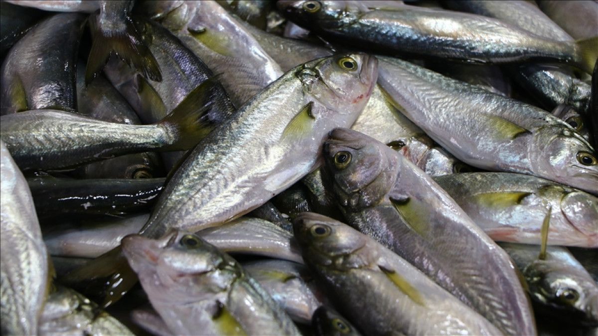 Kasım Ayında Balık Seçimi: Soğuk Havalara Uygun Lezzetli Tercihler