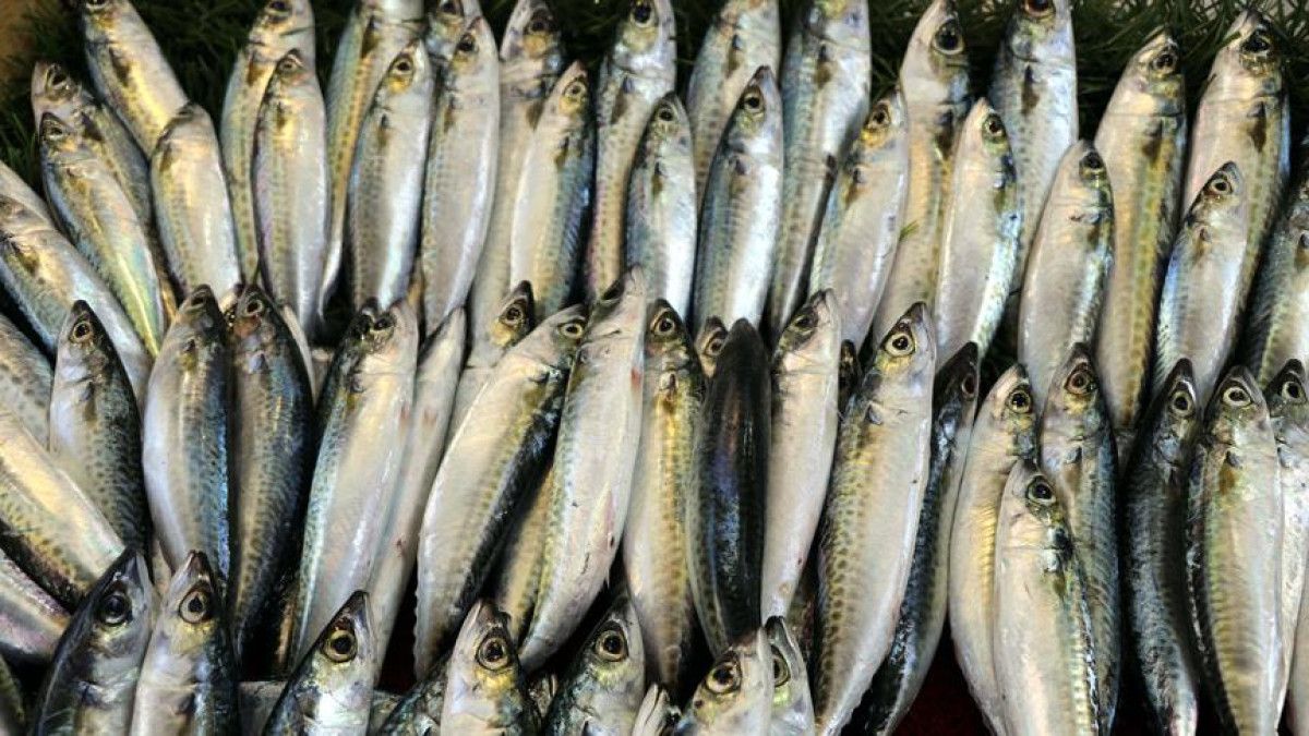 Kasım Ayında Balık Seçimi: Soğuk Havalara Uygun Lezzetli Tercihler